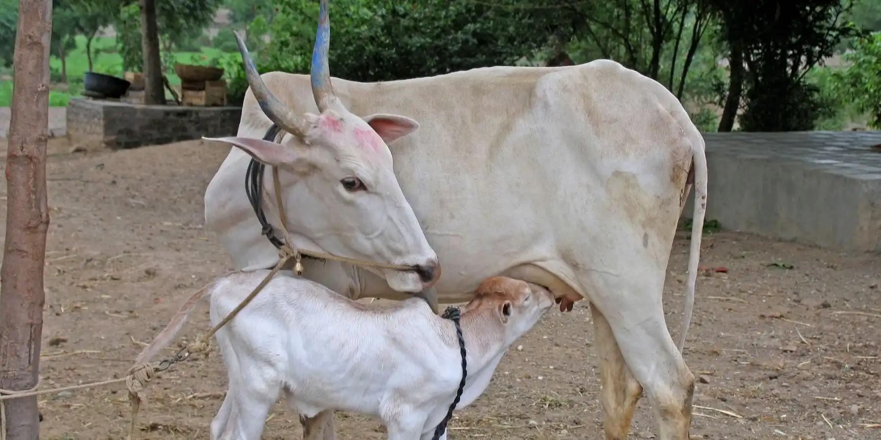 Cow Protection and
Service (Gauseva)
